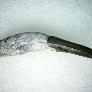Lee Creek Miocene Porpoise (Cetacean) Tooth for Sale #35