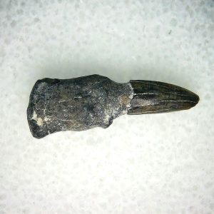 Lee Creek Miocene Porpoise (Cetacean) Tooth for Sale #36