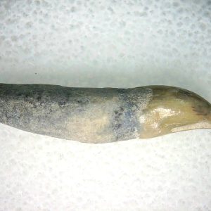 Lee Creek Miocene Porpoise (Cetacean) Tooth for Sale #37