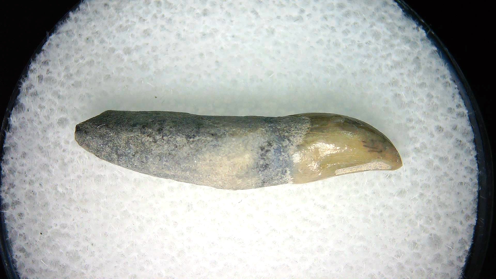 North Carolina Lee Creek Miocene Porpoise Tooth 37 | Fossils for Sale Genuine Miocene Age Porpoise Tooth for Sale from North Carolina #37