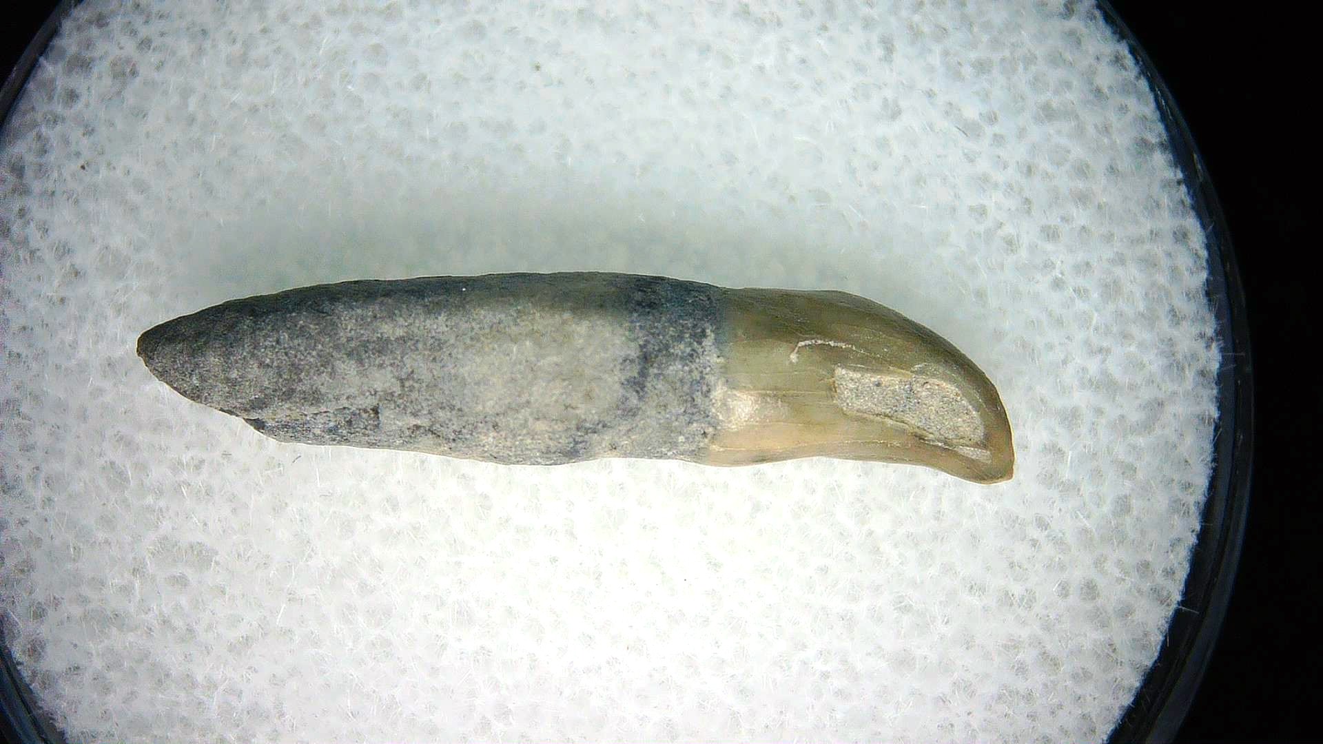 North Carolina Lee Creek Miocene Porpoise Tooth 37a | Fossils for Sale Genuine Miocene Age Porpoise Tooth for Sale from North Carolina #37a