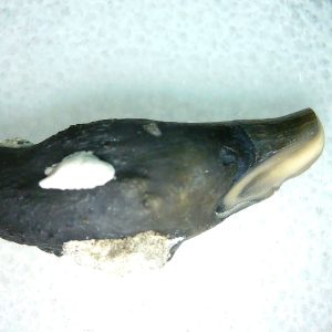 Lee Creek Miocene Porpoise (Cetacean) Tooth for Sale #38