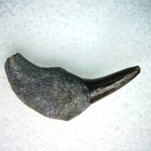Lee Creek Miocene Porpoise (Cetacean) Tooth for Sale #39