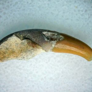 Lee Creek Miocene Porpoise (Cetacean) Tooth for Sale #4