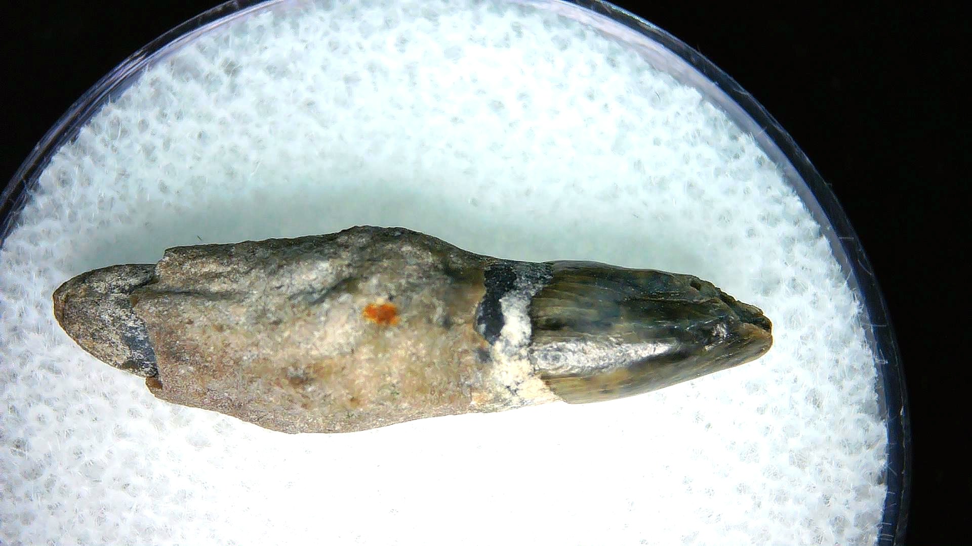 North Carolina Lee Creek Miocene Porpoise Tooth 40 | Fossils for Sale Genuine Miocene Age Porpoise Tooth for Sale from North Carolina #40