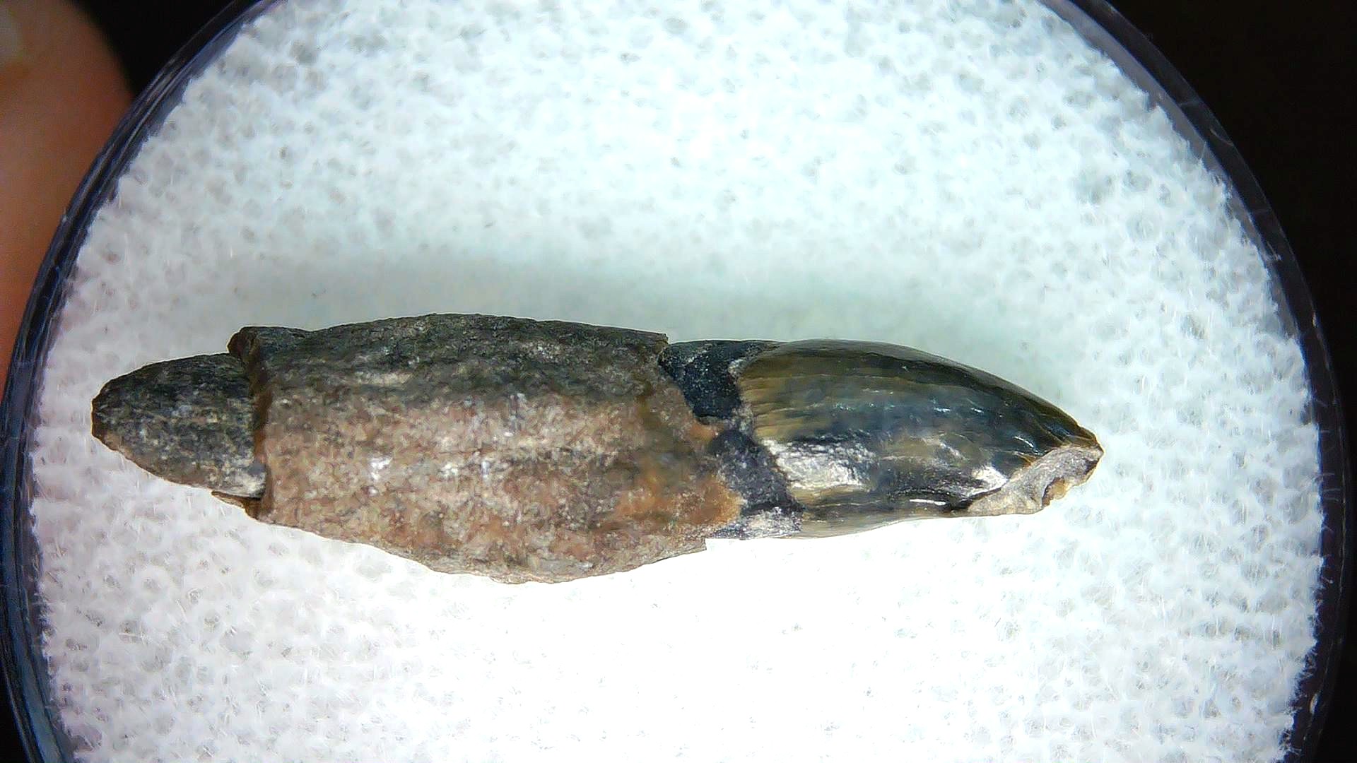 North Carolina Lee Creek Miocene Porpoise Tooth 40a | Fossils for Sale Genuine Miocene Age Porpoise Tooth for Sale from North Carolina #40a