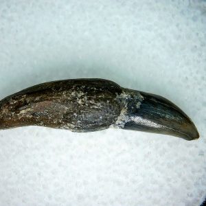 Lee Creek Miocene Porpoise (Cetacean) Tooth for Sale #5