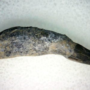 Lee Creek Miocene Porpoise (Cetacean) Tooth for Sale #6
