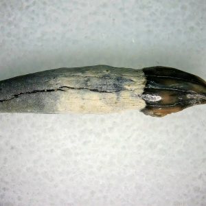 Lee Creek Miocene Porpoise (Cetacean) Tooth for Sale #7