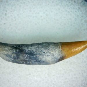 Lee Creek Miocene Porpoise (Cetacean) Tooth for Sale #8
