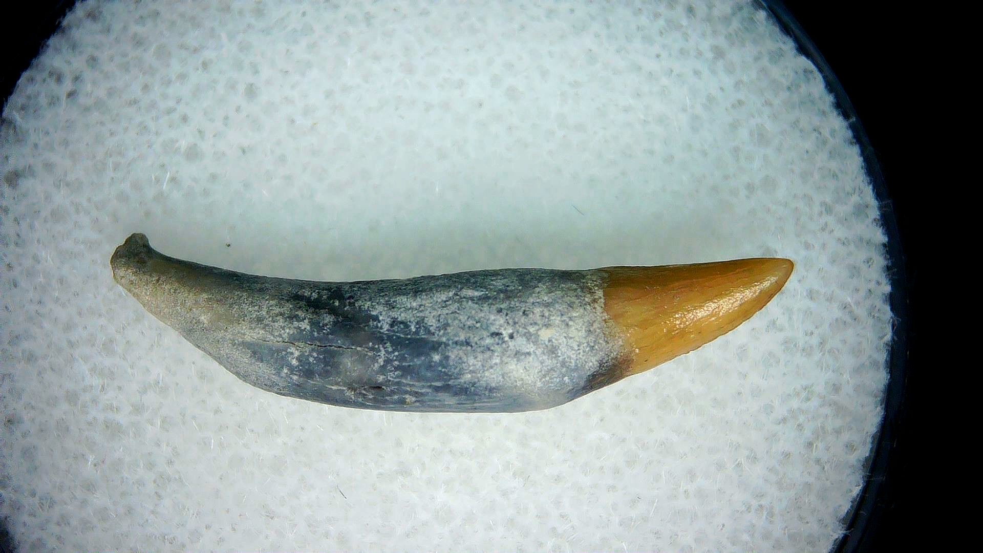 North Carolina Lee Creek Miocene Porpoise Tooth 8 | Fossils for Sale Genuine Miocene Age Porpoise Tooth for Sale from North Carolina #8