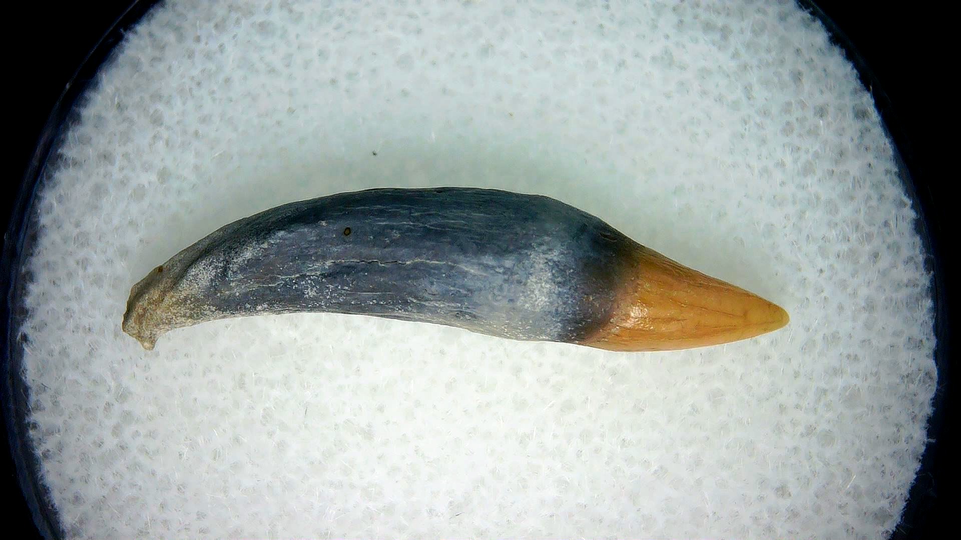 North Carolina Lee Creek Miocene Porpoise Tooth 8a | Fossils for Sale Genuine Miocene Age Porpoise Tooth for Sale from North Carolina #8a