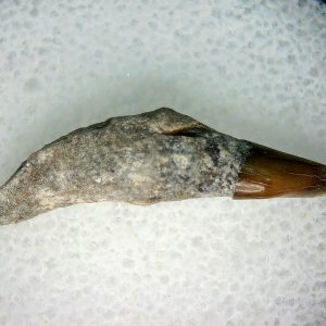 Lee Creek Miocene Porpoise (Cetacean) Tooth for Sale #9