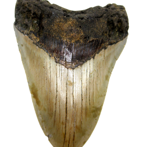 Genuine Miocene Age Megalodon Shark Tooth for Sale from South Carolina #73