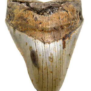 Genuine Miocene Age Megalodon Shark Tooth for Sale from South Carolina #77