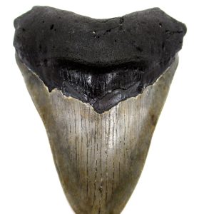 Megalodon Shark Tooth - S. Carolina #70