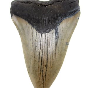 Megalodon Shark Tooth - S. Carolina #71