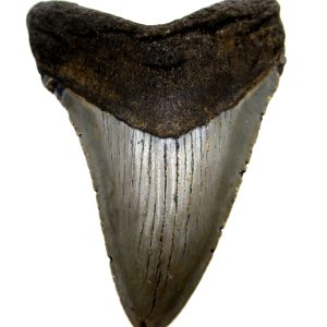 Megalodon Shark Tooth - S. Carolina #72