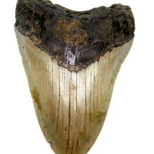 Megalodon Shark Tooth - S. Carolina #73