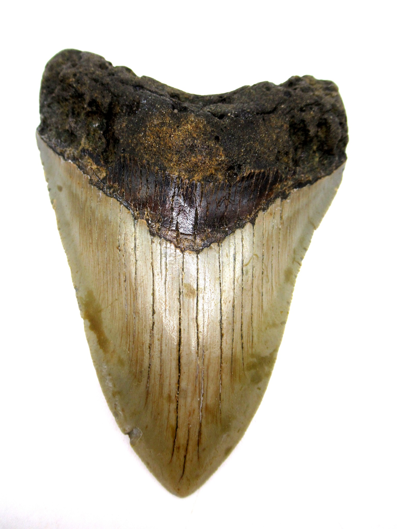 South Carolina Miocene Megalodon Shark Tooth 73 | Fossils for Sale Genuine Miocene Age Megalodon Shark Tooth for Sale from South Carolina #73