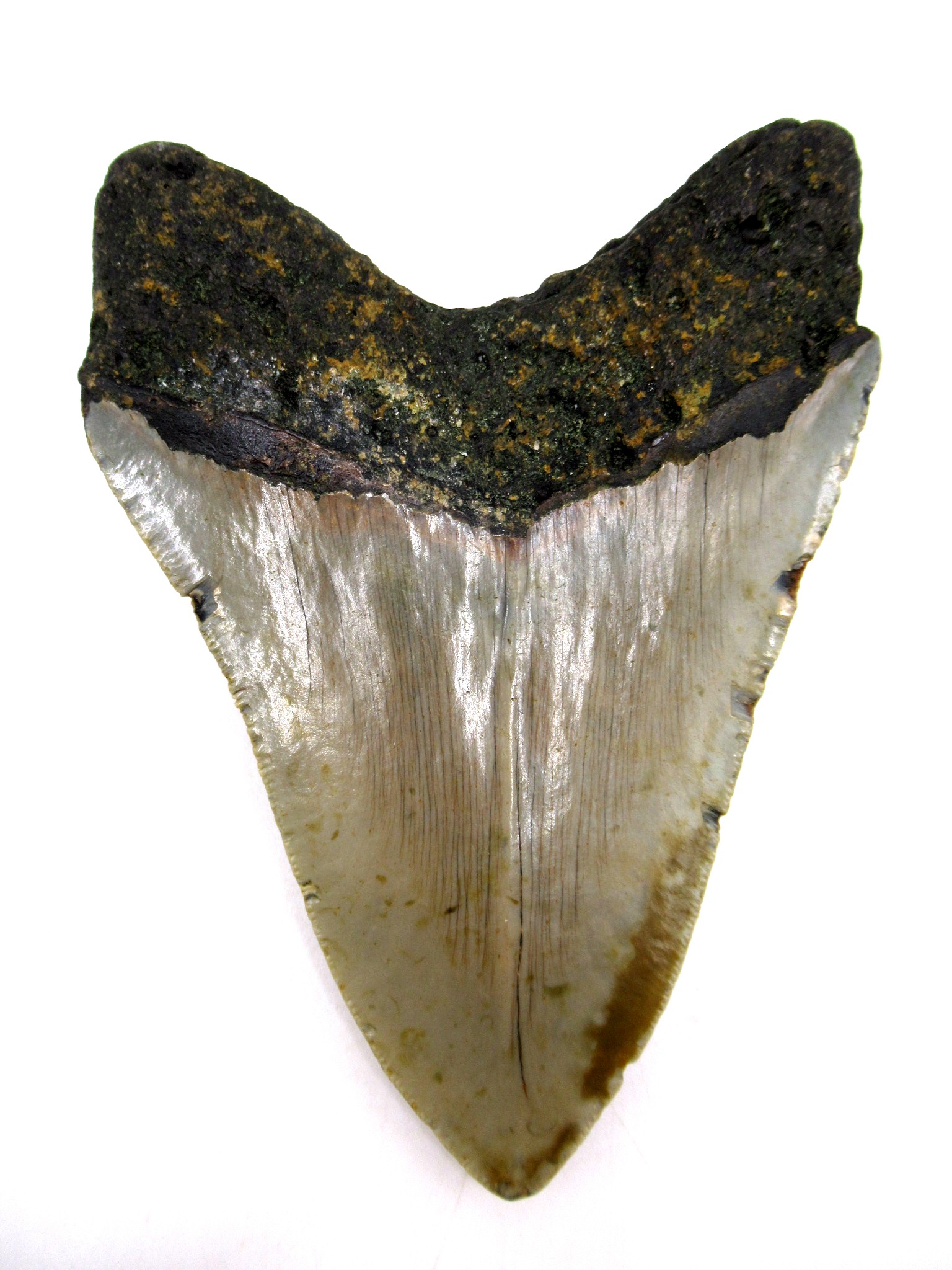 South Carolina Miocene Megalodon Shark Tooth 73a | Fossils for Sale Genuine Miocene Age Megalodon Shark Tooth for Sale from South Carolina #73a