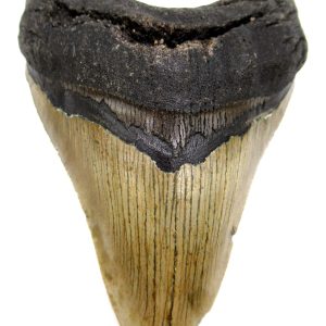 Megalodon Shark Tooth - S. Carolina #74