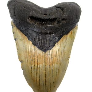 Megalodon Shark Tooth - S. Carolina #75