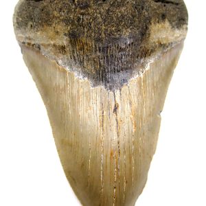 Megalodon Shark Tooth - S. Carolina #76