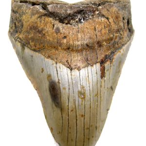 Megalodon Shark Tooth - S. Carolina #77
