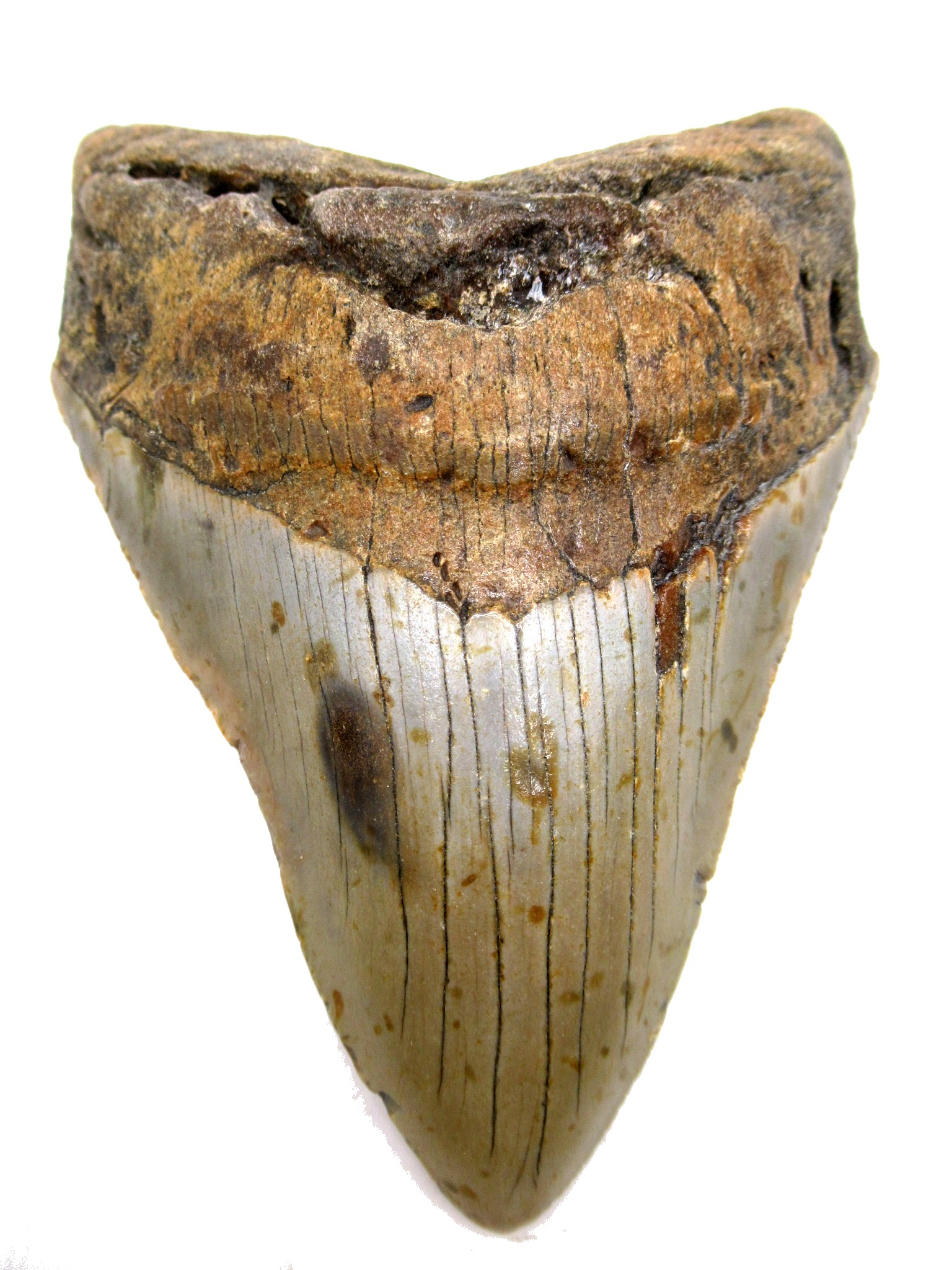 South Carolina Miocene Megalodon Shark Tooth 77 | Fossils for Sale Genuine Miocene Age Megalodon Shark Tooth for Sale from South Carolina #77