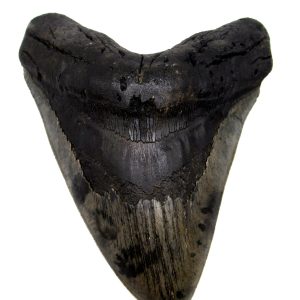 Megalodon Shark Tooth - S. Carolina #78