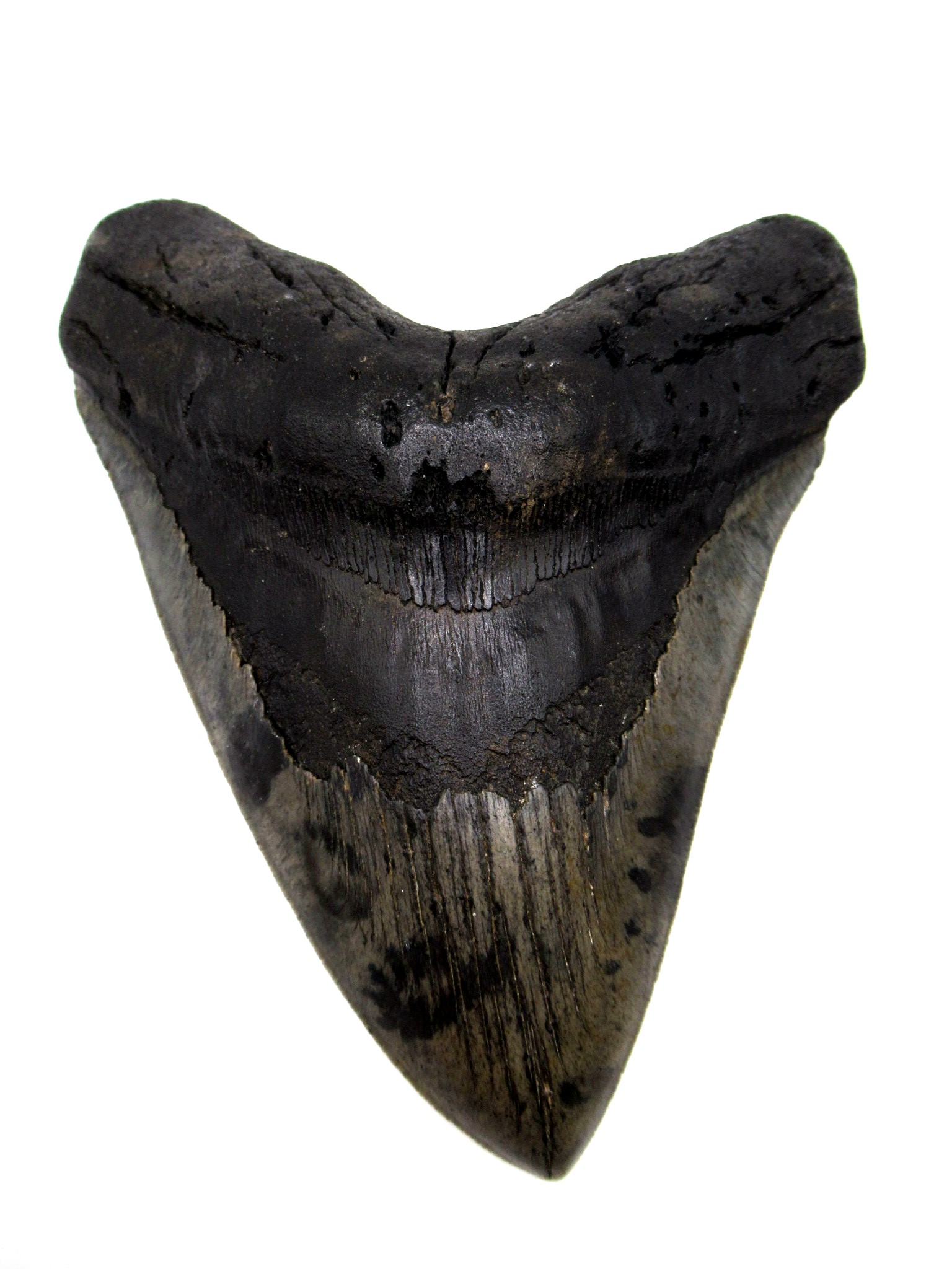 South Carolina Miocene Megalodon Shark Tooth 78 | Fossils for Sale Genuine Miocene Age Megalodon Shark Tooth for Sale from South Carolina #78