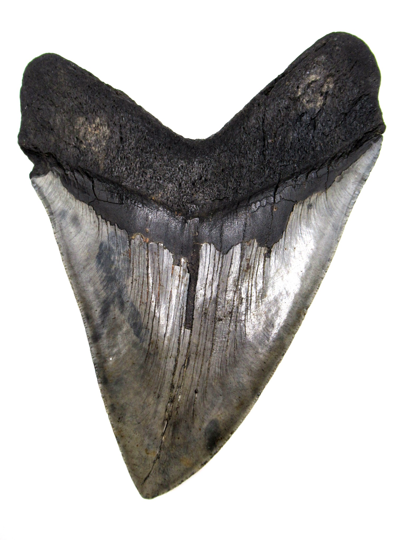 South Carolina Miocene Megalodon Shark Tooth 78a | Fossils for Sale Genuine Miocene Age Megalodon Shark Tooth for Sale from South Carolina #78a