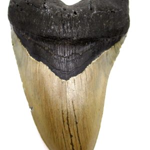 Megalodon Shark Tooth - S. Carolina #79