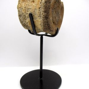 Hadrosaurus Dinosaur Bone on Stand for Sale #1