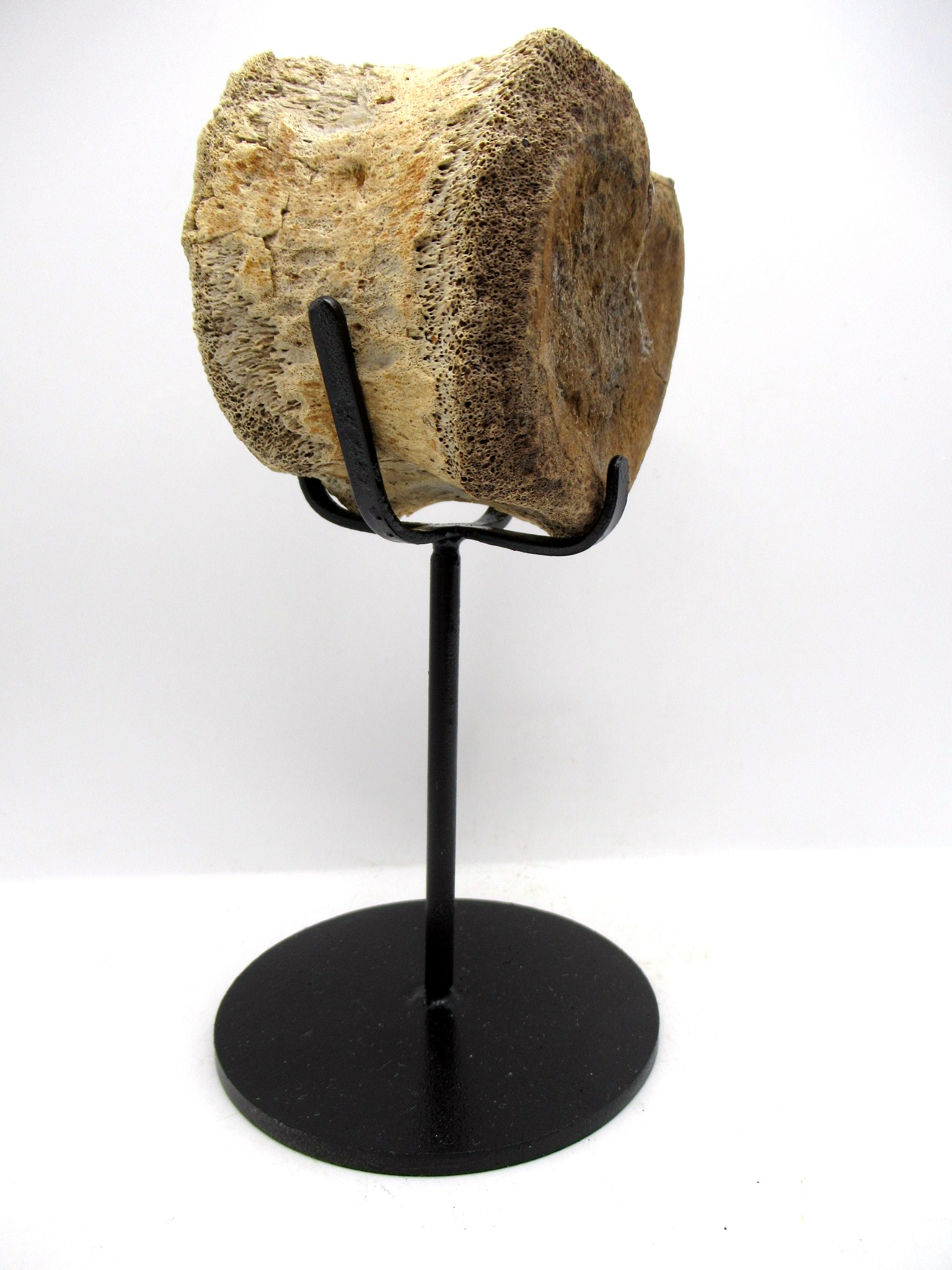 South Dakota Cretaceous Edmontosaurus Dinosaur Vertebra 1 | Fossils for Sale Genuine Cretaceous Age Hadrosaurus Dinosaur Vertebra Fossil for Sale from South Dakota #1