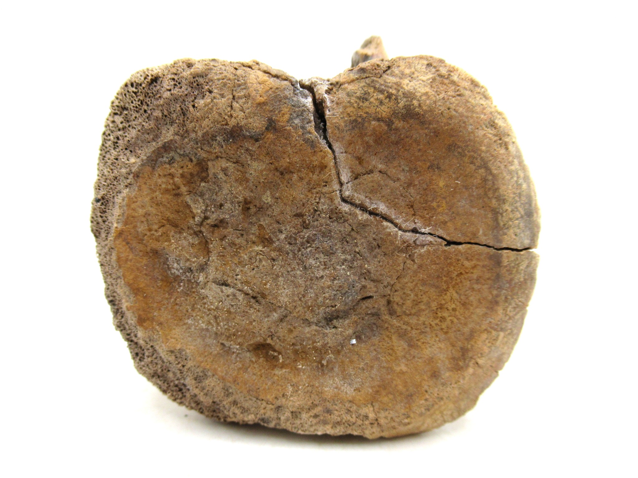 South Dakota Cretaceous Edmontosaurus Dinosaur Vertebra 1a | Fossils for Sale Genuine Cretaceous Age Hadrosaurus Dinosaur Vertebra Fossil for Sale from South Dakota #1a