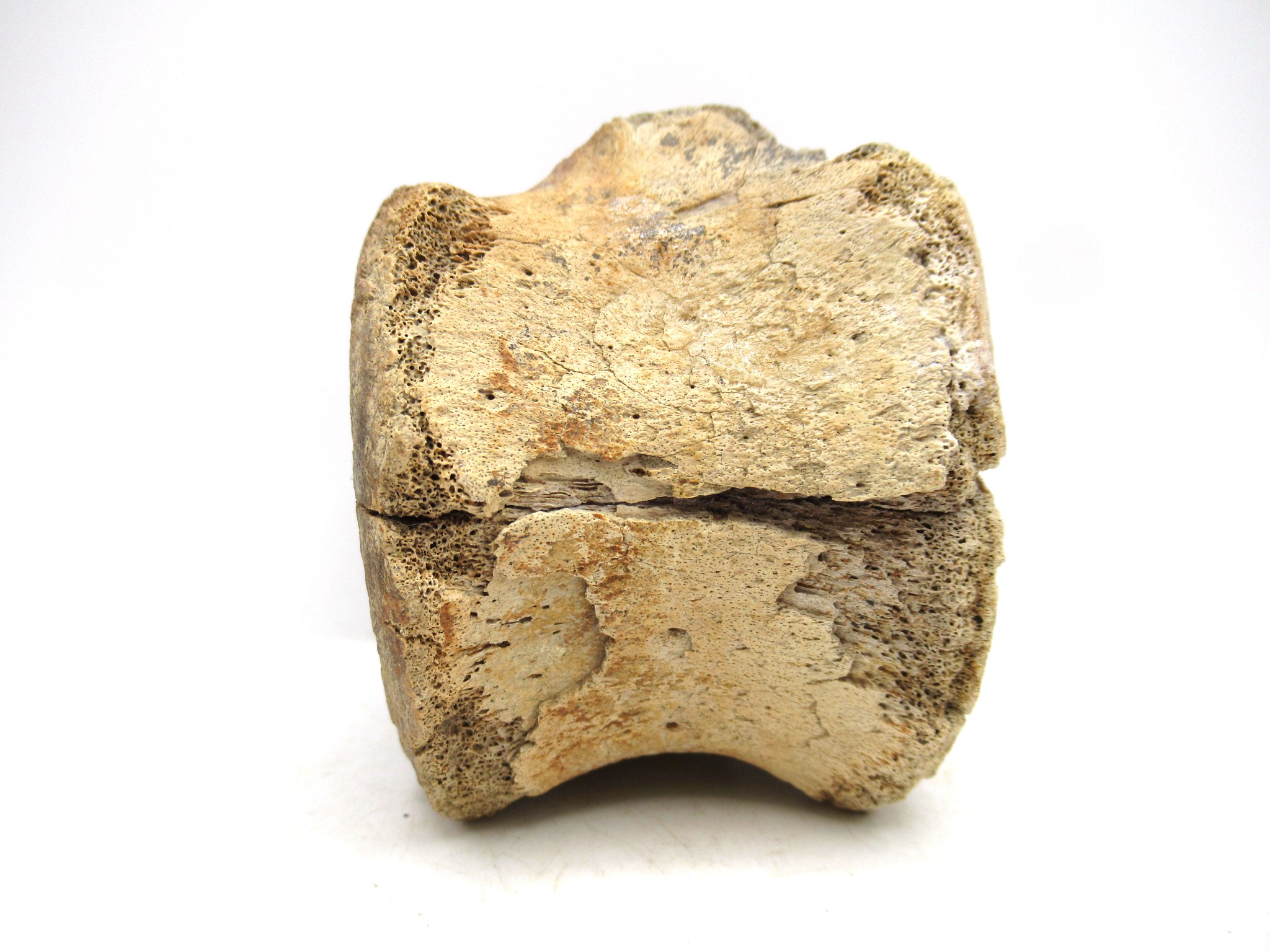 South Dakota Cretaceous Edmontosaurus Dinosaur Vertebra 1b | Fossils for Sale Genuine Cretaceous Age Hadrosaurus Dinosaur Vertebra Fossil for Sale from South Dakota #1b