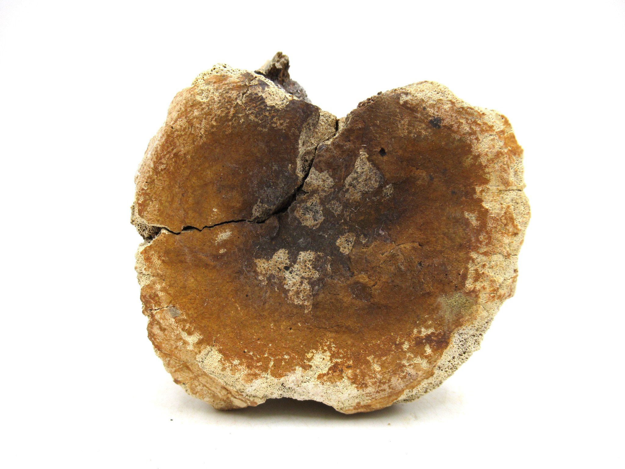 South Dakota Cretaceous Edmontosaurus Dinosaur Vertebra 1c | Fossils for Sale Genuine Cretaceous Age Hadrosaurus Dinosaur Vertebra Fossil for Sale from South Dakota #1c