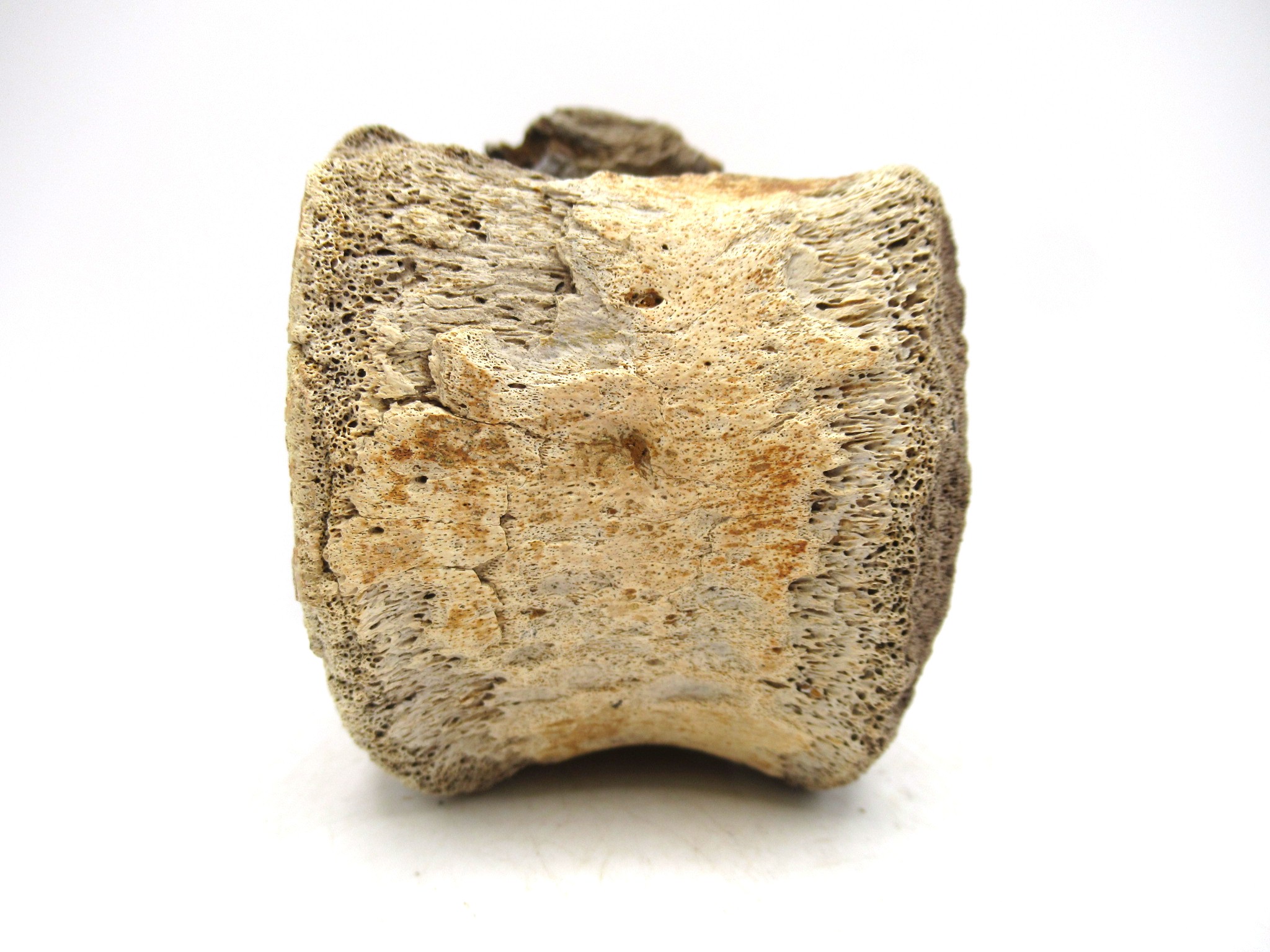 South Dakota Cretaceous Edmontosaurus Dinosaur Vertebra 1d | Fossils for Sale Genuine Cretaceous Age Hadrosaurus Dinosaur Vertebra Fossil for Sale from South Dakota #1d