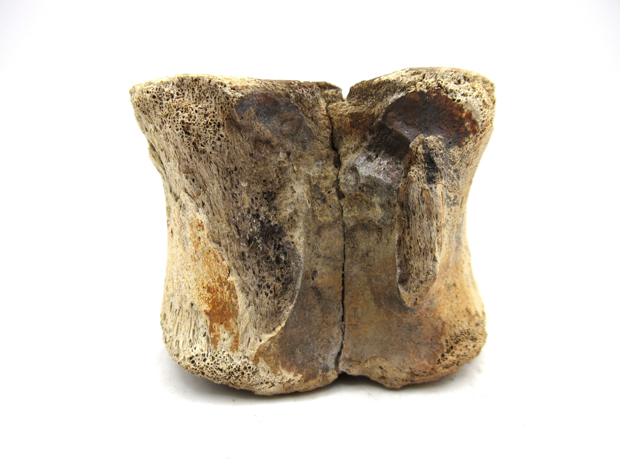 South Dakota Cretaceous Edmontosaurus Dinosaur Vertebra 1e | Fossils for Sale Genuine Cretaceous Age Hadrosaurus Dinosaur Vertebra Fossil for Sale from South Dakota #1e