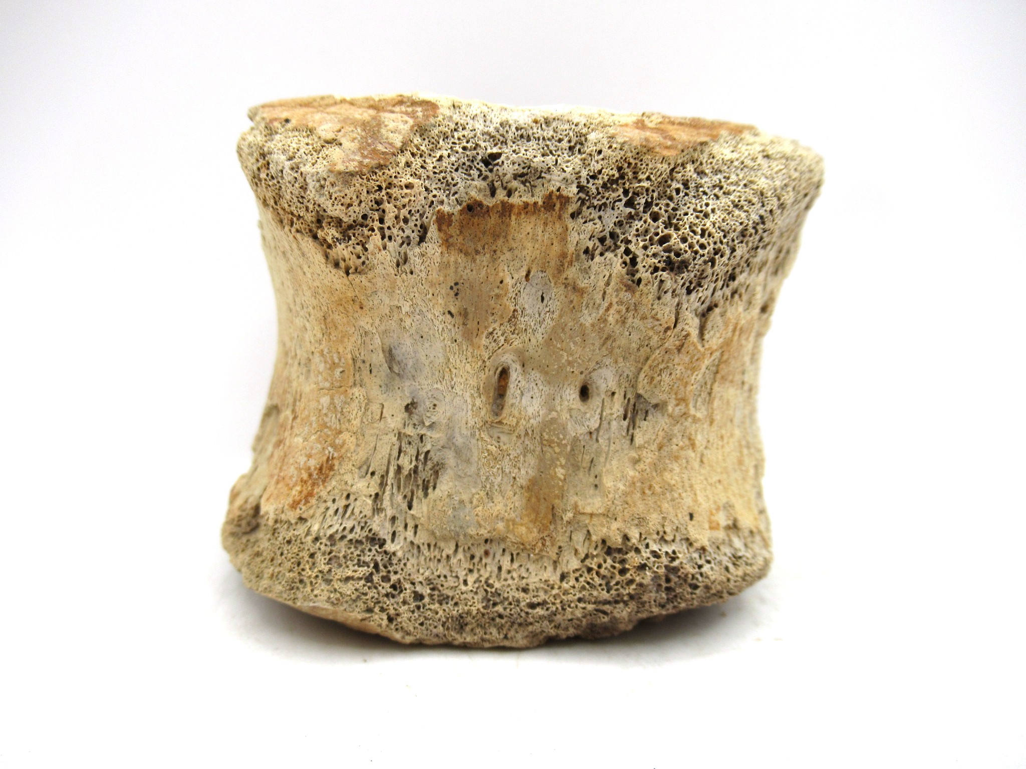 South Dakota Cretaceous Edmontosaurus Dinosaur Vertebra 1f | Fossils for Sale Genuine Cretaceous Age Hadrosaurus Dinosaur Vertebra Fossil for Sale from South Dakota #1f