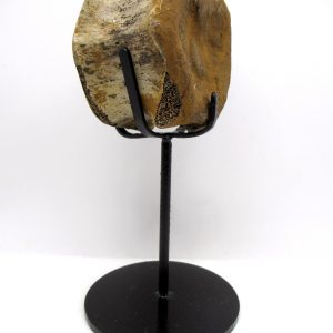 Hadrosaurus Dinosaur Bone on Stand for Sale #2