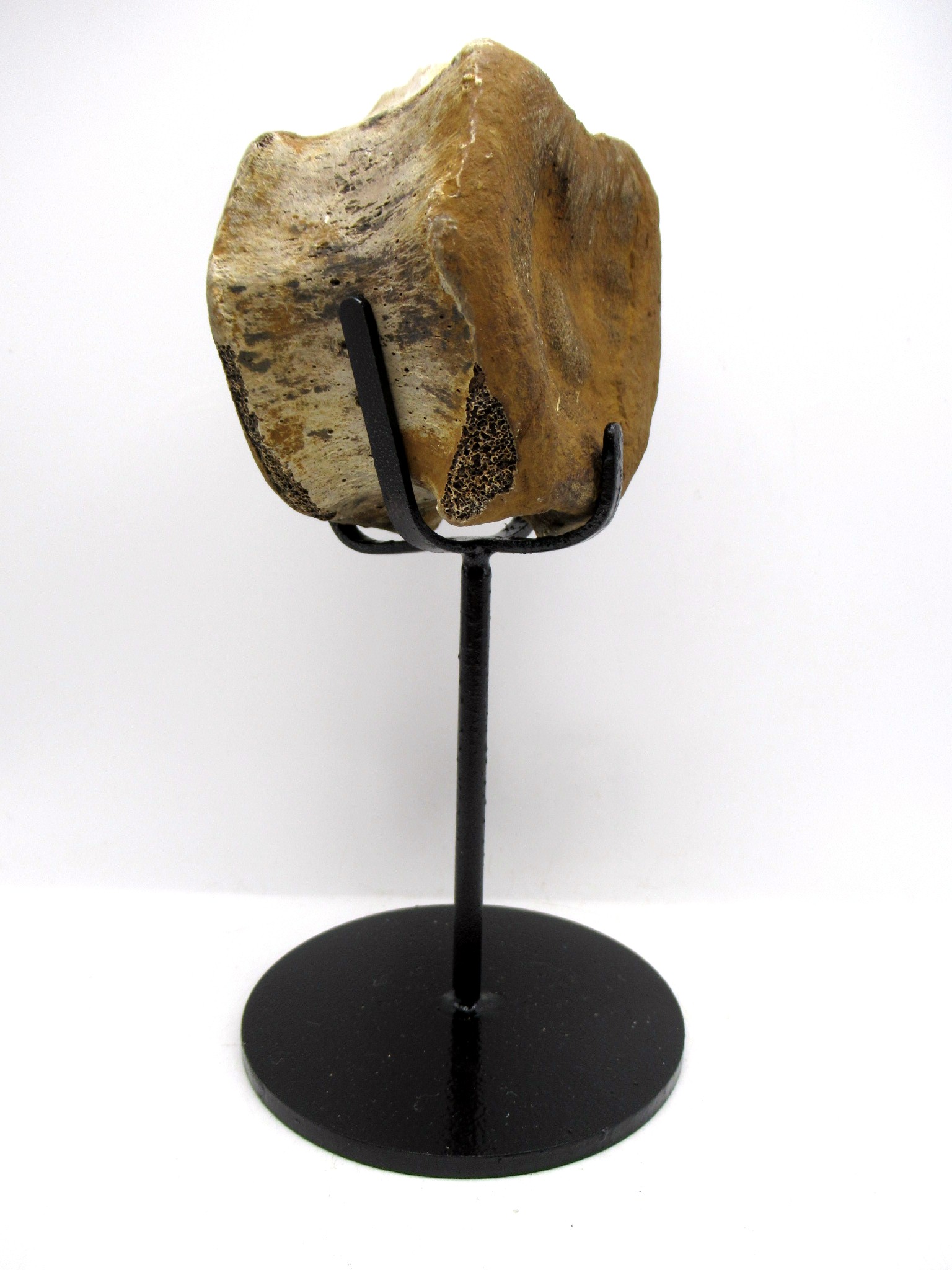 madagascar cretaceous ammonite pair 48a