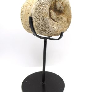 Hadrosaurus Dinosaur Bone on Stand for Sale #3