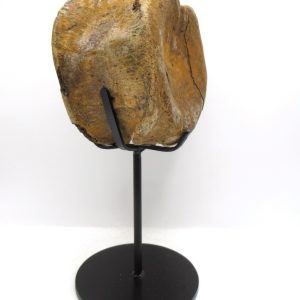 Hadrosaurus Dinosaur Bone on Stand for Sale #6