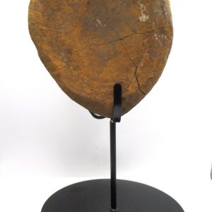 Hadrosaurus Dinosaur Bone on Stand for Sale #8