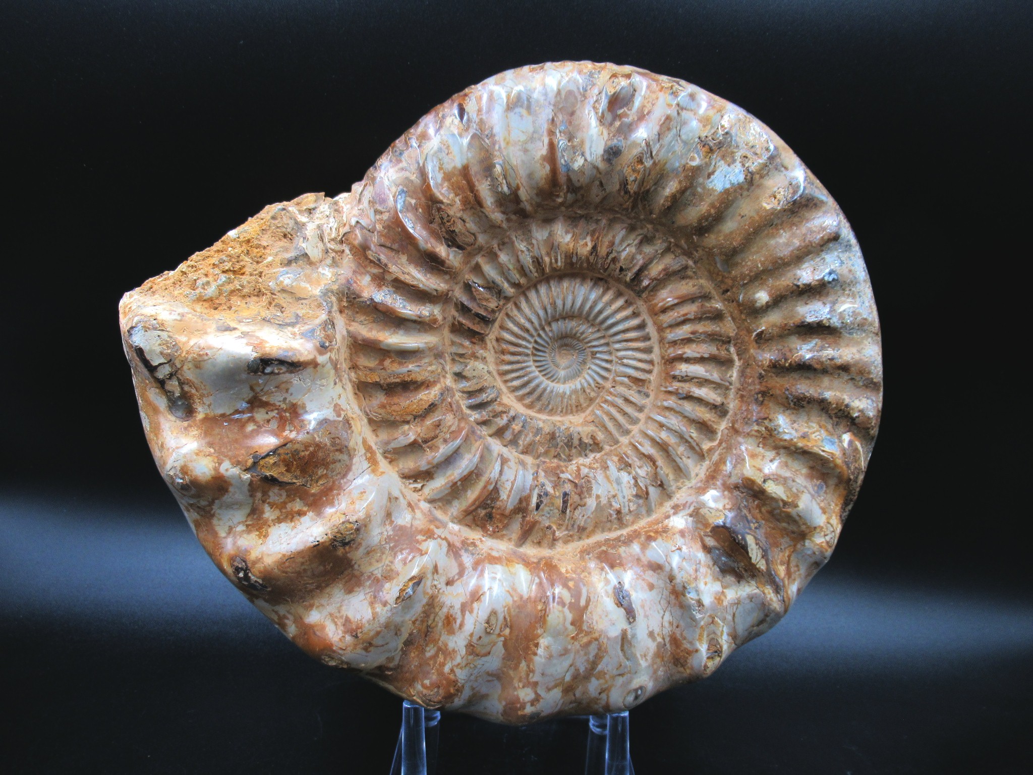 Genuine Jurassic Age Brittle Star Fossil for Sale from Germian #45c