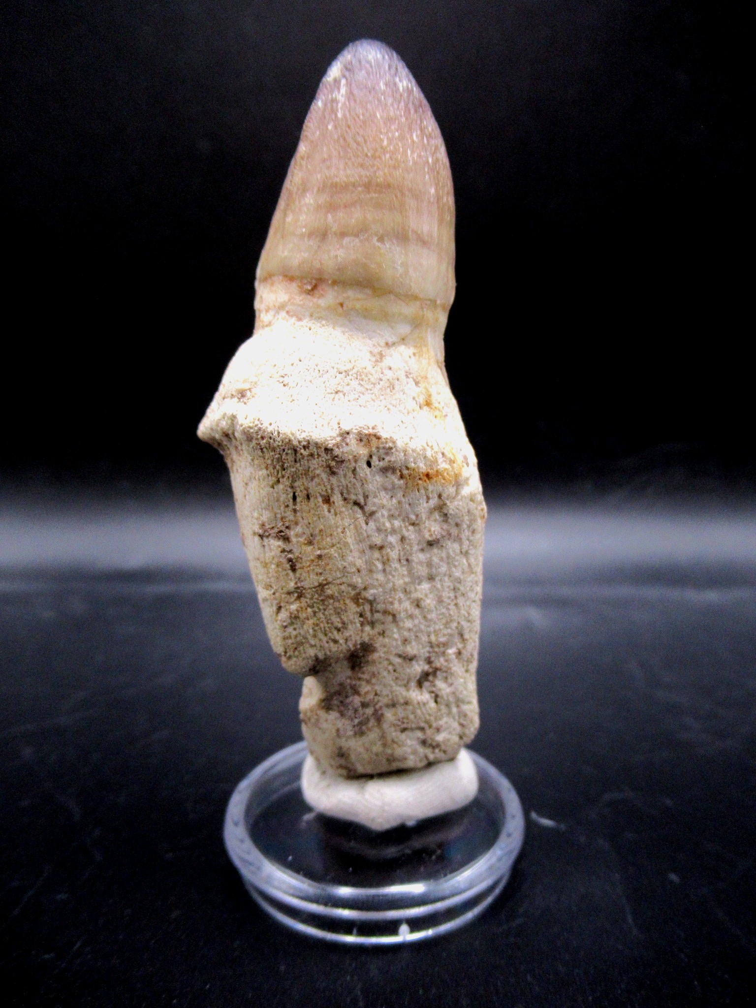 morocco cretaceous prognathodon anceps mosasaur tooth 13a | Fossils for Sale Genuine Cretaceous Age Prognathodon Anceps Mosasaur Tooth for Sale from Morocco #13a