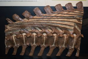 Brachylophosaurus